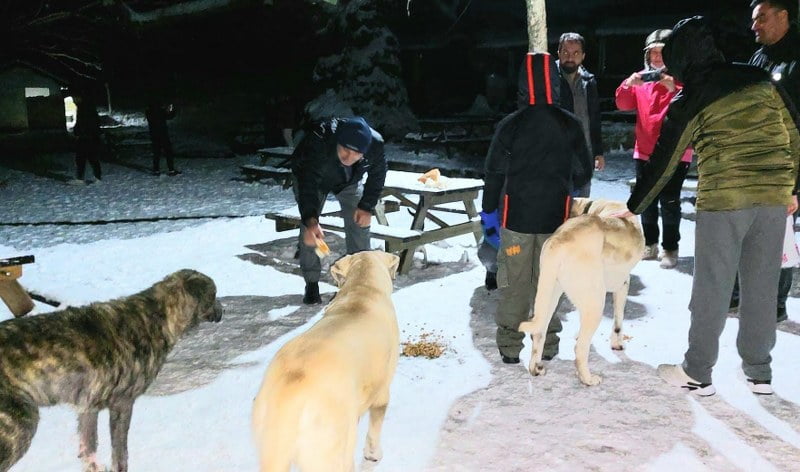 Balıkesir AK Parti Edremit İlçe Başkanlığı sokak hayvanlarını unutmadı