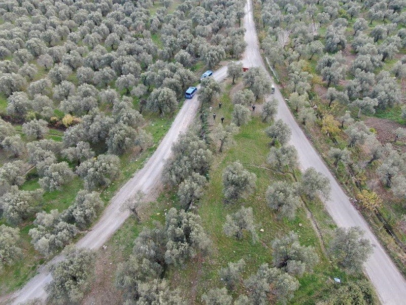 Zeytin hırsızlığını önlemek adına koruma