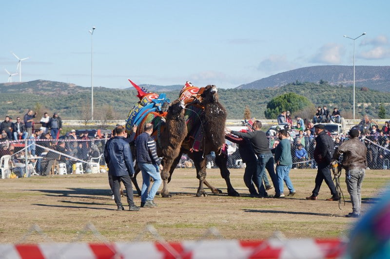 Ayvalık’ta deve güreşi festivali düzenlendi