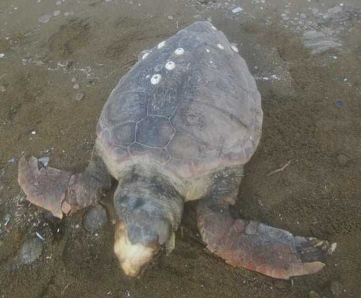 Ölü Caretta Caretta kaplumbağası Kapıdağ’da bulundu