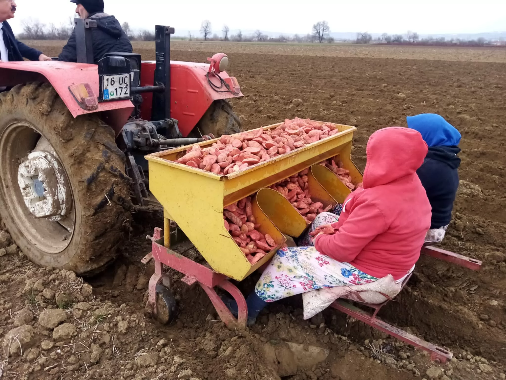 sarı altın tarım ekim