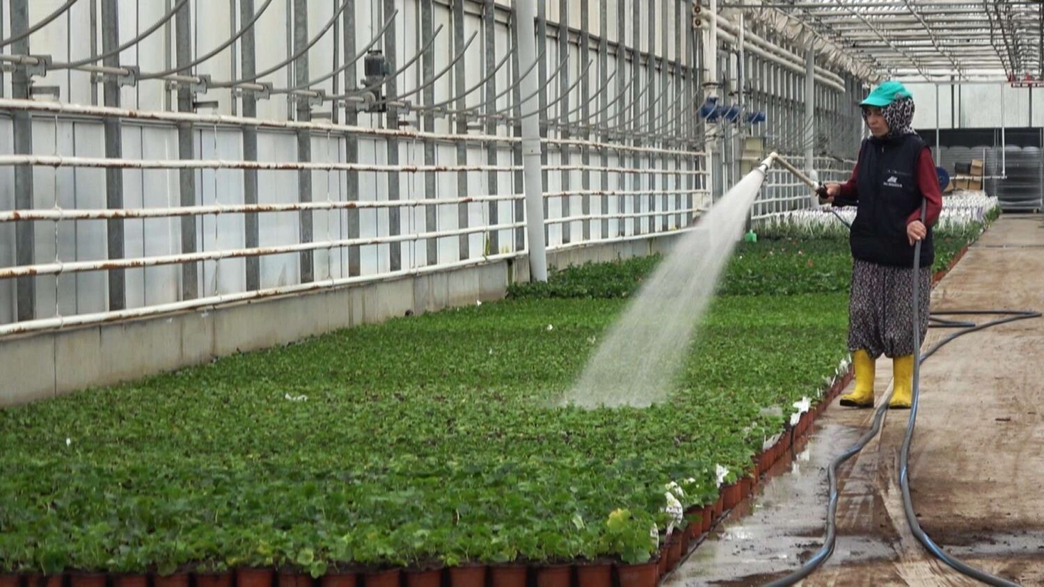 2022 yılında süs bitkisi sektöründe gerçekleştirilen ihracatın 125 milyon doları aşması, sektör çalışanlarının yüzünü güldürdü.