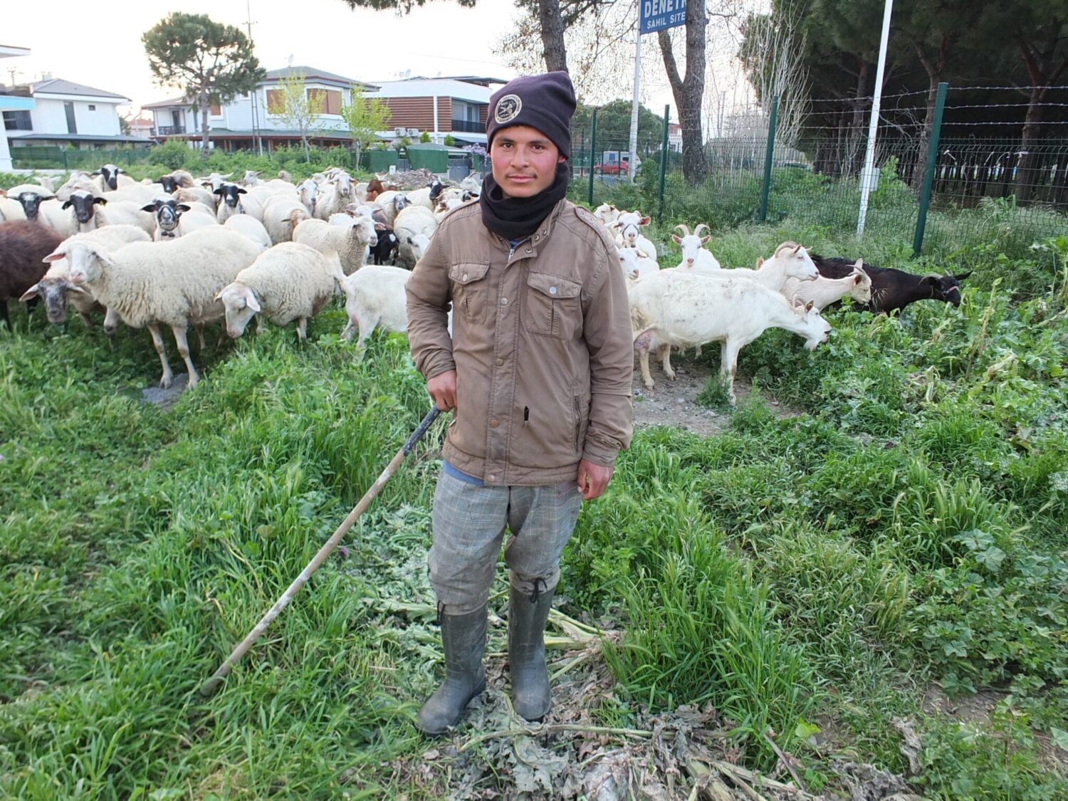 Burhaniye ilçesinde, bahar yağmurları zeytinde bol ürün umudunu artırırken, çobanları da sevindirdi. Meralarda bol ot çıktığını anlatan koyun çobanı Ahmet Davut, son yağışların bereket habercisi olduğunu söyledi.