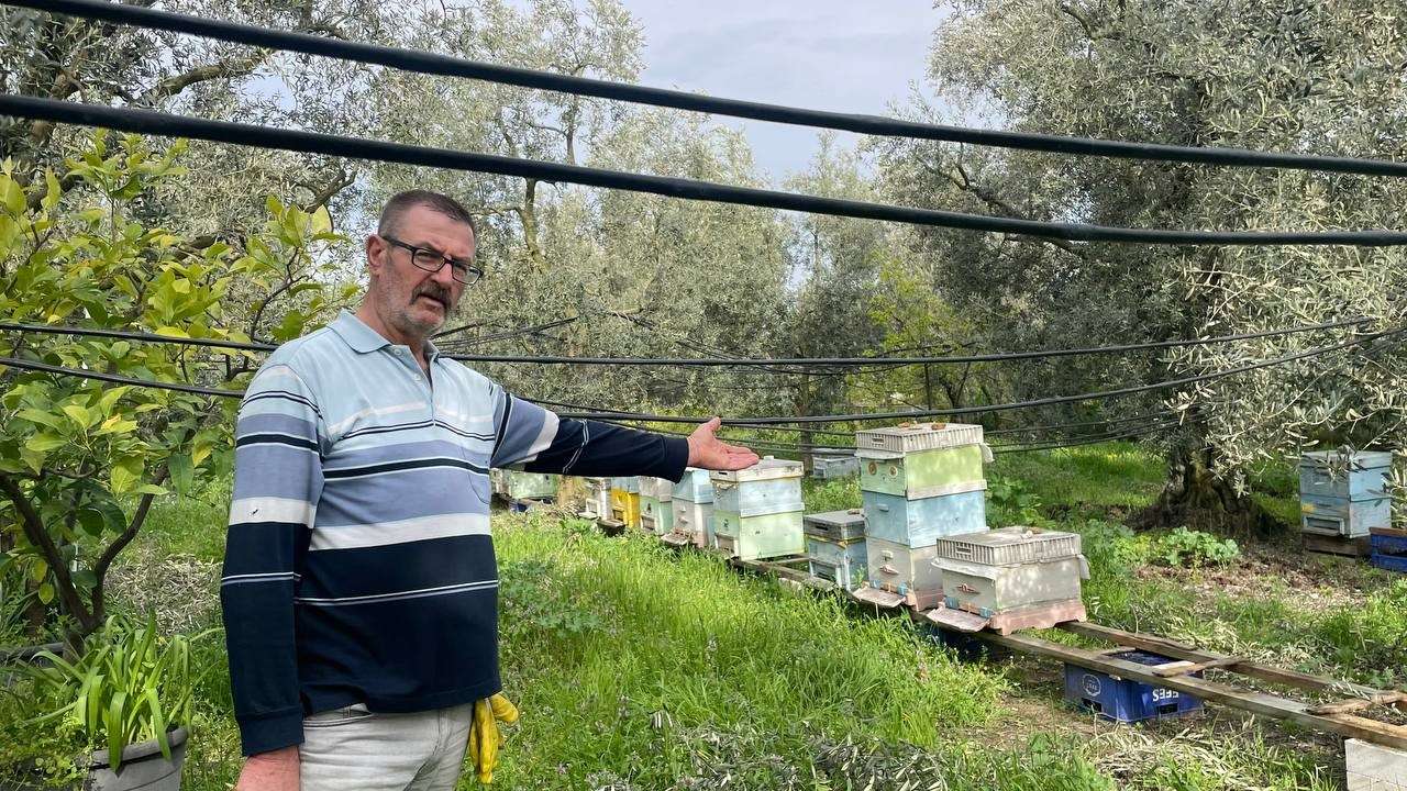 Bursa'nın İznik ilçesinde zeytin bahçelerindeki bal kovanlarına dadanan hırsızlar içi bal ve arı dolu 14 kovanı çalıp kaçtı. Edinilen bilgiye göre, İznik'te hobi olarak arıcılıkla uğraşan taksici 58 yaşındaki İbrahim Ethem Taşkıran kendisine ait zeytin bahçesinde 100 kovandan fazla arıya bakıyordu. Taşkıran'ın taksicilik yaptığını ve işe gitmesini fırsat bilen hırsızlar araziye araçla gelerek içerisi arı ve bal dolu 14 kovanı yükleyip kaçtı. Hırsızlar arı kovanlarını yüklemeye çalışırken, çok sayıda bal arısına da zarar verdi. Mesai bitimi arılarına bakmak için bahçeye gelen İbrahim Ethem Taşkıran gördüğü manzara karşısında şaşkına döndü. Taşkıran'ın şikayeti üzerine olay yerine gelen güvenlik güçleri hırsızlık olayı ile ilgili çalışma başlattı. 34 yıldır arıcılık yaptığını belirten Taşkıran, "Bu iş bende hastalık haline geldi. Ama 3-4 senedir beni bu işten soğuttular kahrettiler. 2 sene önce 30 kovanımın üzerini açtılar arılarımı öldürdüler. Geçen sene 13 kovan arımı hırsızlar çaldı. Bunun üzerine araziye girip rahat hareket edemesinler diye kovanların olduğu alanı hortumla çevirdim ona rağmen kovanların yanına kadar araç sokup 14 kovan arımı çalmışlar. 3 gündür kahrımdan ağlıyorum. Zararım büyük 3 yılda 120 bin liralık kaybım var. Bu kadarıda fazla artık ben sana mı çalışıyorum? be hırsız! Bu organize bir iş biliyorum ki devletimiz bu organize hırsızlık olayını çözer benim arılarım gittti onu biliyorum varacağı yere vardılar ama en azından başkaları benim gibi mağdur olmasın” diye konuştu.