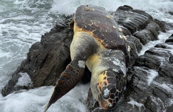 Erdek'te amatör bir balıkçı tarafından kıyıya vurduğu belirlenen fark edilen caretta caretta (Deniz Kaplubbağası) yetkililere teslim edildi.