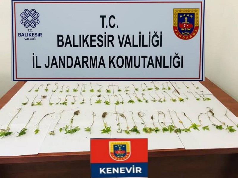 ,Havran ilçesinde yasa dışı kenevir yetiştirildiği tespit edilen bir kişi, jandarmanın düzenlediği operasyonla yakalandı.