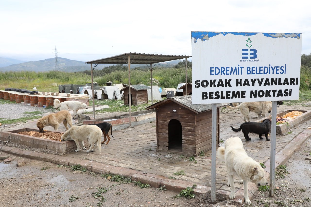 Balıkesir’in Edremit Belediyesi “Sokak Hayvanları Besleme Noktası”nda periyodik çalışmalarına devam ediyor. Hayvanların daha iyi şartlarda yaşaması için çalışan belediye ekipleri rutin kontrolleri de ihmal etmiyor.