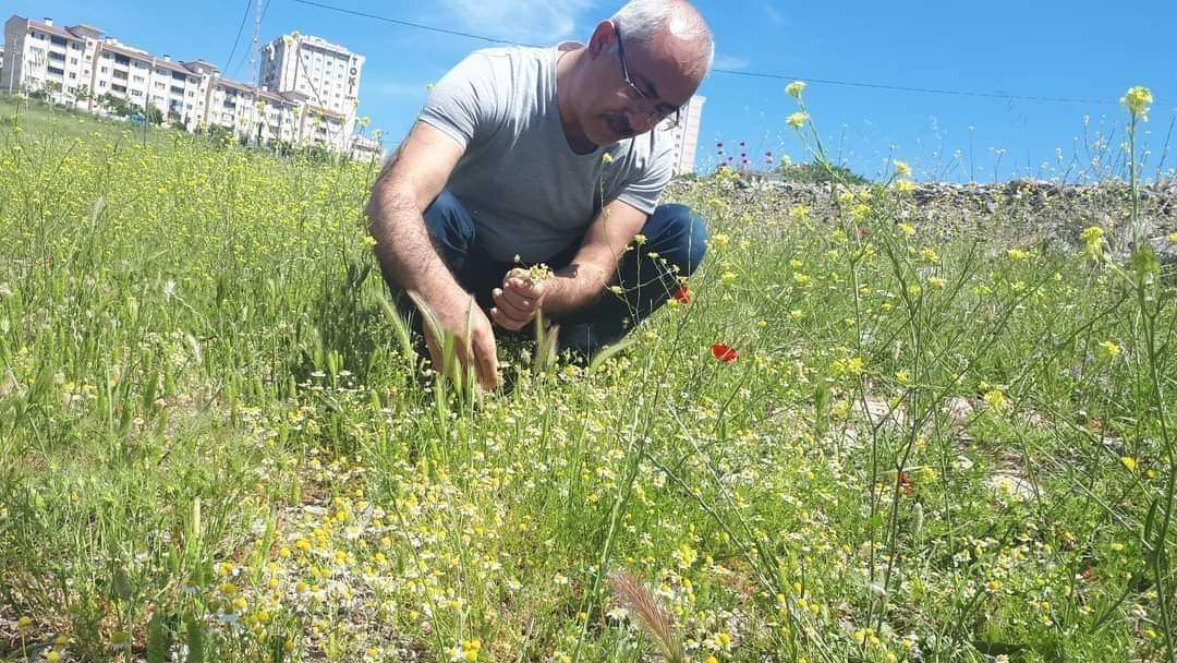 Balıkesir Üniversitesi Öğretim Üyesi Bitki Bilimci Prof. Dr. Fatih Satıl, kırlarda açan her papatyanın mayıs papatyası olmadığını vurguladı ve ekledi ""Papatya çayı asla kaynatılmamalıdır".
