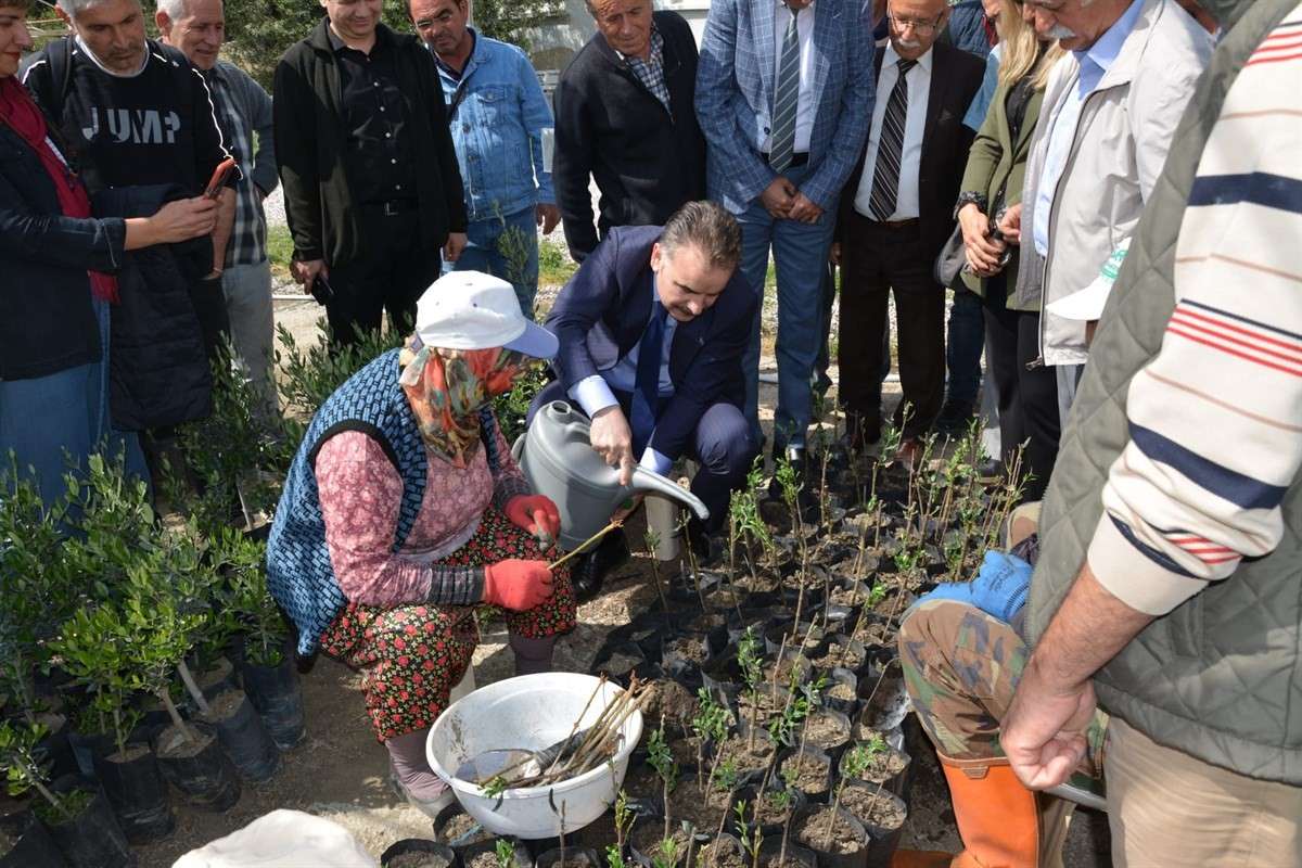Edremit İlçe Tarım ve Orman Müdürlüğü teknik personelinden uygulamalı Zeytin Ağacı Budama Kursu eğitimi alan kursiyerler Zeytincilik Üretme İstasyon Müdürlüğünü ziyaret ettiler. 