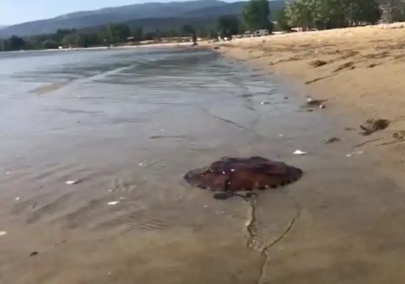 Balıkesir’in Erdek ilçesinde ve Kapıdağ yarım adası çevresindeki kıyılarda çok sayıda pusula denizanası görüntülendi.