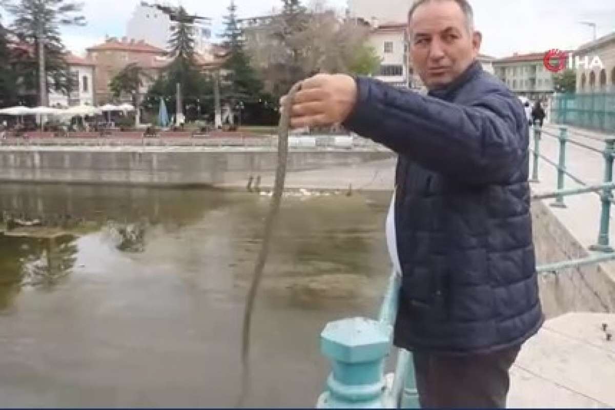 Konya’nın Beyşehir ilçesinde yaklaşan yaz mevsimi öncesinde göl kıyılarında ortaya çıkmaya başlayan yılanlar vatandaşların ilgi odağı haline geldi.