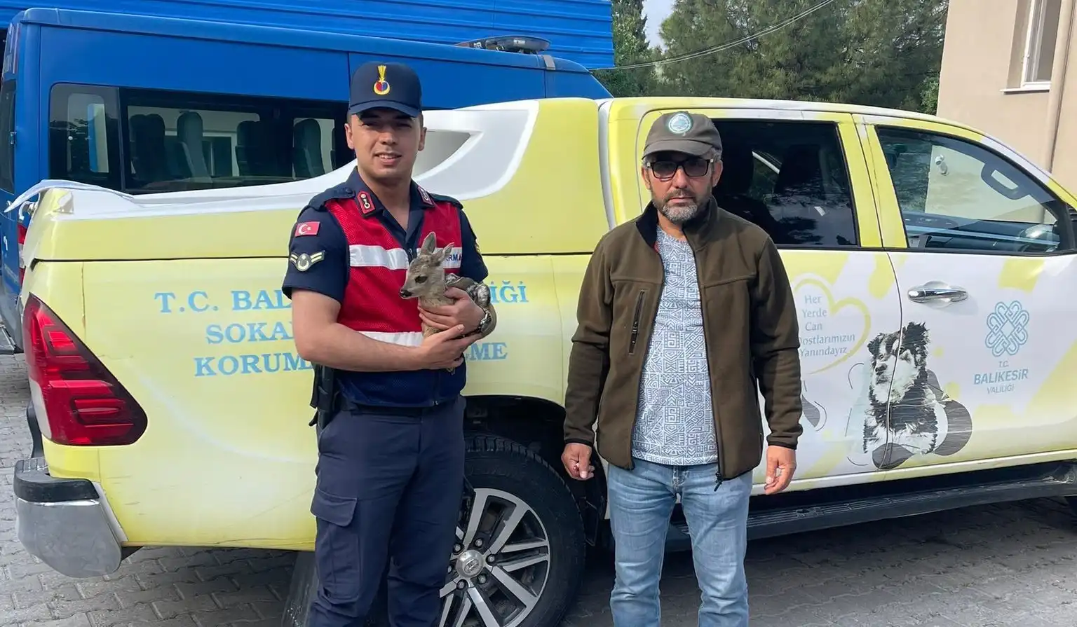 Balıkesir'in Bigadiç ilçesinde  jandarma timi devriye gezerken ormanlık alanda bulduğu Karaca yavrusunu Milli Parklar görevlilerine teslim etti.