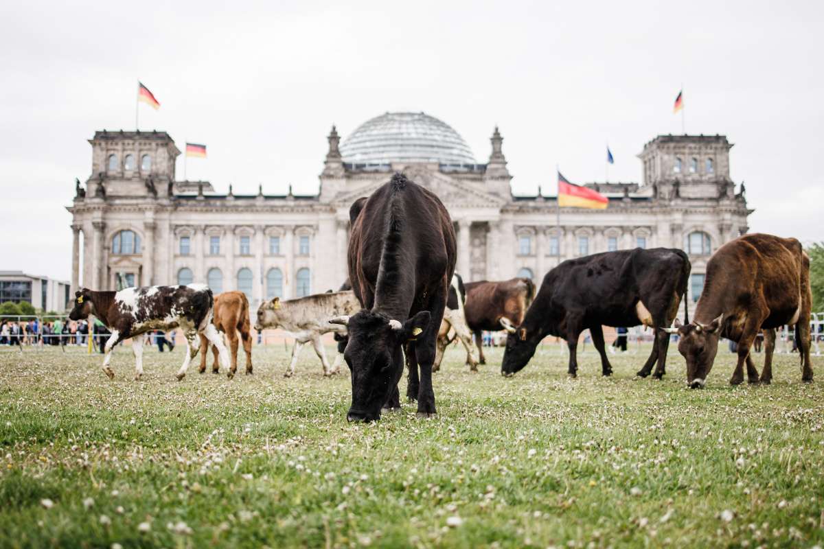 Almanya’da aktivistler, doğal yaşam alanlarından koparılan inekler nedeniyle 11 ineği Federal Meclis Reichstag'ın önündeki yeşil alana bırakarak otlattı.