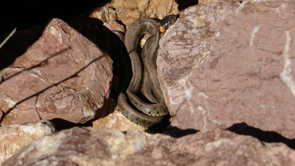 Yüksekova'nın zararsız yılanları ortaya çıkmaya başladı. Brezilya'nın Yılan Adası'nı aratmayan görüntüler, Türkiye'de "Yılan Pınarı" bölgesinde kaydedildi.