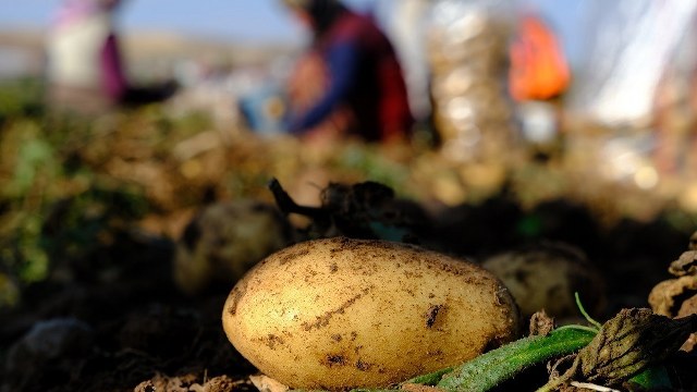 İstanbul'da Mayıs ayında patates fiyatları en fazla artış gösteren ürün olurken, sivri biber ise en çok ucuzlayan ürün olarak öne çıktı.
