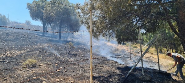 Balıkesir Ayvalık'ta kırsal alanda çıkan örtü yangınına karadan ve havadan müdahale edildi. Yangın kısa sürede söndürüldü.