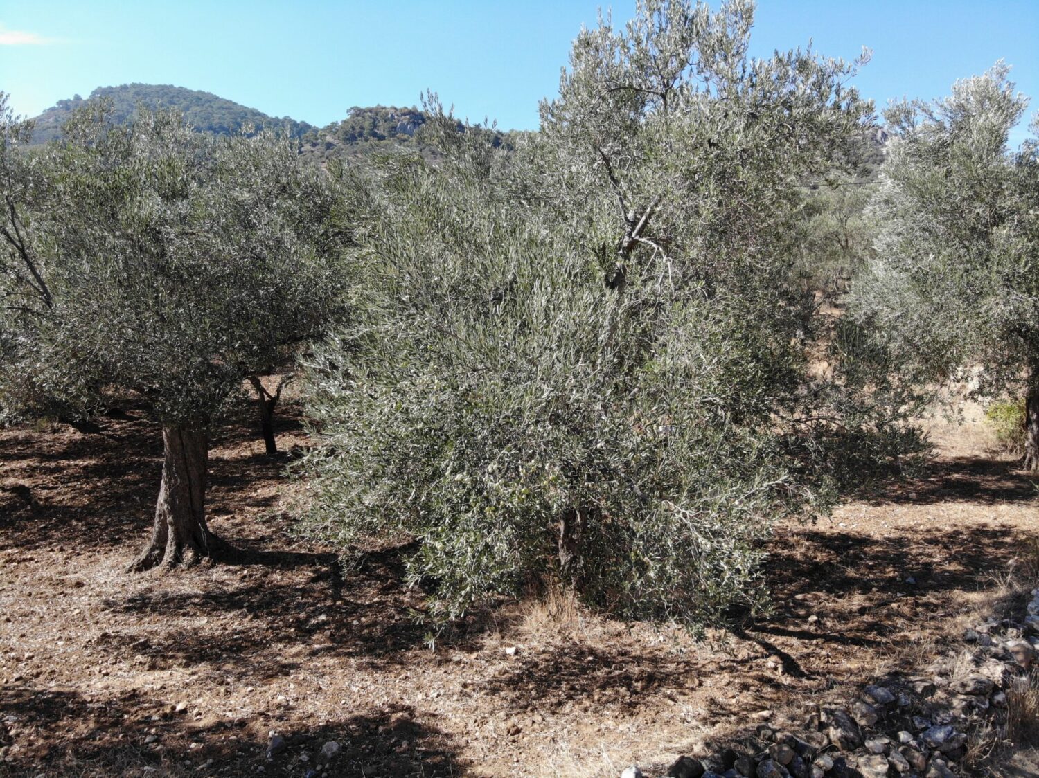 Balıkesir’in Kuzey Ege bölgesindeki zeytin üreticileri kuraklık ile mücadele için haziran ayında  yağmur yağmasını bekliyor.