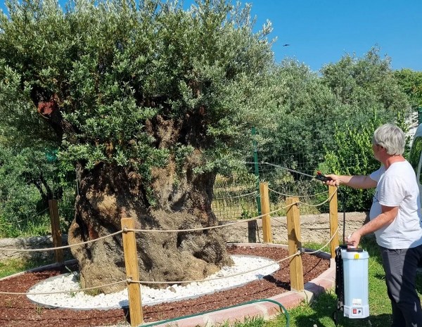 Balıkesir'in Edremit ilçesine bağlı Altınoluk Mahallesi'nden merkezdeki ilçe tarım müdürlüğü bahçesine nakledilen bin yıllık zeytin ağacının bakımı, mühendisler tarafından büyük bir özenle gerçekleştiriliyor.