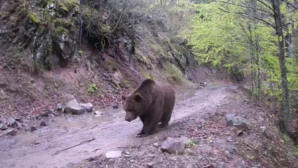 Balıkesir'in Gönen ilçesinde ormanda kurulan fotokapana ayılar yakalandı.