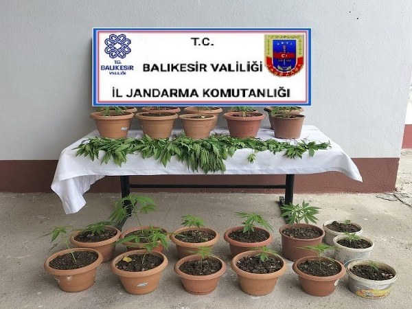 Balıkesir'in Karesi ilçesinde jandarma ekipleri, şüphelenilen iki kişinin evine yönelik bir operasyon gerçekleştirdi. Operasyon sırasında, saksılarda yetiştirilen kenevir bitkileri, esrar maddesi ve uyuşturucu kullanımında kullanılan aparatlar ele geçirildi.