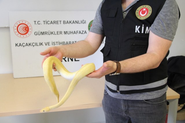 Edirne’de, Kapıkule Sınır Kapısı’ndan Türkiye’ye giriş yapan TIR’da 32 piton yılanı ele geçirildi. Polis 2 kişiyi gözaltına alınırken olay pes dedirtti.