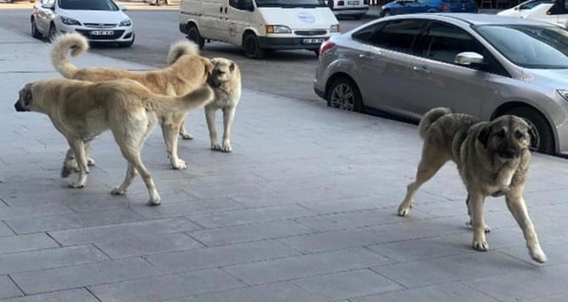 İstanbul Valiliği'nin, köpek bakımevi olmayan belediyelere ivedilikle gerekli işlemleri başlatmaları ve mevcut bakımevlerini aktif hale getirmeleri, bakımevi olan belediyelerin de eksiklikleri tamamlayarak sokak köpeklerini toplamaları yönünde talimat verdiği belirtildi. Gönderilen yazıya göre, köpekler, kısırlaştırılıp aşılandıktan sonra alındıkları yerlere geri bırakılacak.
