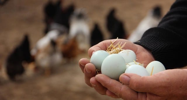 Tarım ve Orman Bakanlığı; Tayvan’a ihraç edilen yumurtalarda 'insan sağlığına zararlı madde bulunduğuna' dair iddialara ilişkin inceleme başlatıldığını duyurdu.