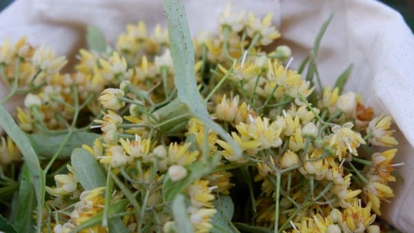 Susurluk Doğal Güzelliklerinin Meyvesini toplamaya ve aromatik bitkiler yetiştirmeye devam ediyor. Susurluk 2023 Yılı ıhlamur hasadına Kaymakam Muammer Köken ve Belediye Başkanı Nurettin Güney eşlik etti.