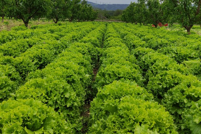 Haziran ayında Gıda Harcamaları Yaş Kuru Sebze ve Meyveler alt grubunda yer alan kıvırcık salata yüzde 62,56 ile fiyatı en fazla artış gösteren ürün oldu.