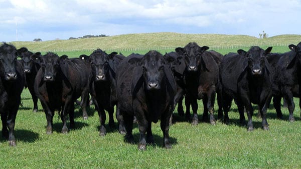Nedir bu Angus ?