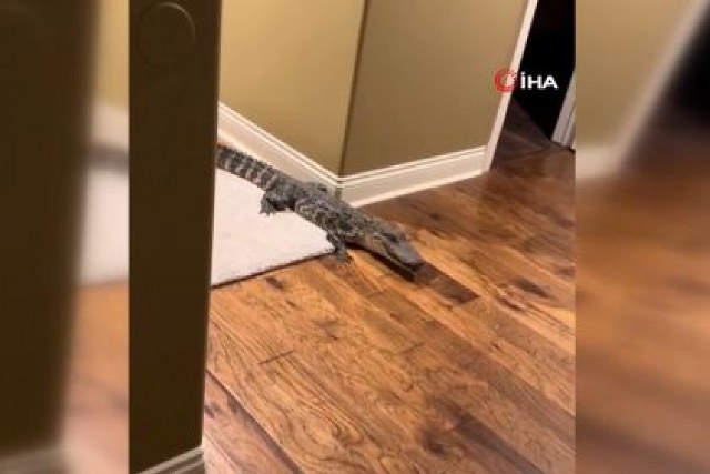 ABD’nin Louisiana eyaletinde  1.5 metre uzunluğundaki timsah sıcaklardan bunaldığı için eve sığındı. Ekipler tarafından yakalandı. 