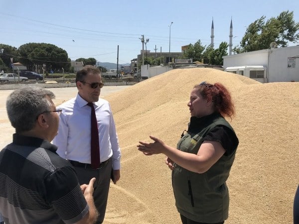 Burhaniye ilçesinde, Toprak Mahsulleri Ofisi (TMO) hububat alımlarını sürdürüyor.
