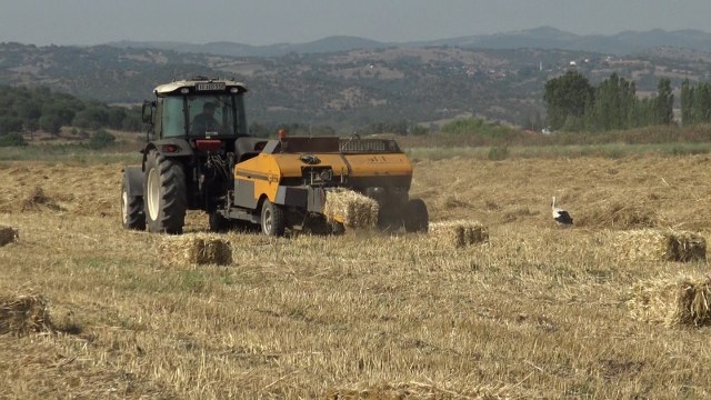 1962 yılından bu yana Sındırgı ilçe merkezinde belediye binasının üzerinde bulunan ve 2017 yılında yeniden yapılan yeni binasına taşınan yuvasına gelen “Sağdıç" leylek hasat yapılan ekin tarlasında yem ararken dron ile görüntülendi.