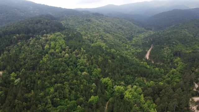 Balıkesir’in Edremit ilçesinde bulunan Kazdağı Milli Parkı'nda kurulan fotokapanlar, Kaz Dağları'nın sevimli ev sahiplerini görüntüledi. 