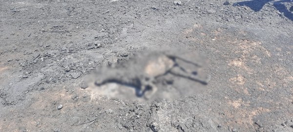 Çanakkale'nin Gelibolu ilçesine bağlı Yeniköy'deki Hüseyin Üstün'e ait bir ağılda çıkan yangında, yaklaşık 150 küçükbaş hayvan telef oldu.