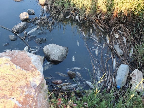 Burhaniye ilçesinde, derelerin kirlenmesi sonucu toplu balık ölümleri yaşanmaya başladı. Kadıncık deresi, Orjan-İmko sahilindeki kirlilik nedeniyle aşırı derecede kirlenirken, Üyücek deresi ise balık ölümlerinin yoğunlaştığı bir bölge haline geldi.