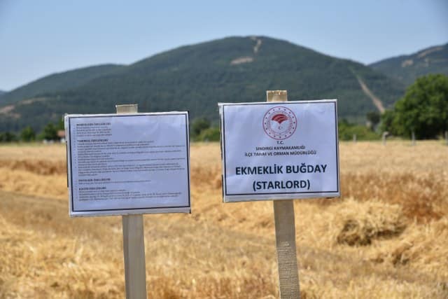 Balıkesir İl Tarım Müdürlüğünce yürütülen demonstrasyon çalışmaları dahilinde Sındırgı ilçesinde ekimi yapılan yerli ve milli çeşitlerin hasadı gerçekleştirildi. Yerli tohum ile verimdeki artış da çiftçinin yüzünü güldürdü.