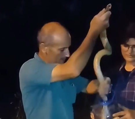 Bursa'da havaların ısınmasıyla birlikte tarlalarda dev yılanlar ortaya çıkmaya  başlandı. İznik ilçesinde bir çiftçi devasa yılanı elleriyle  yakalayıp bidona koymayı başardı ve tekrar doğaya saldı.