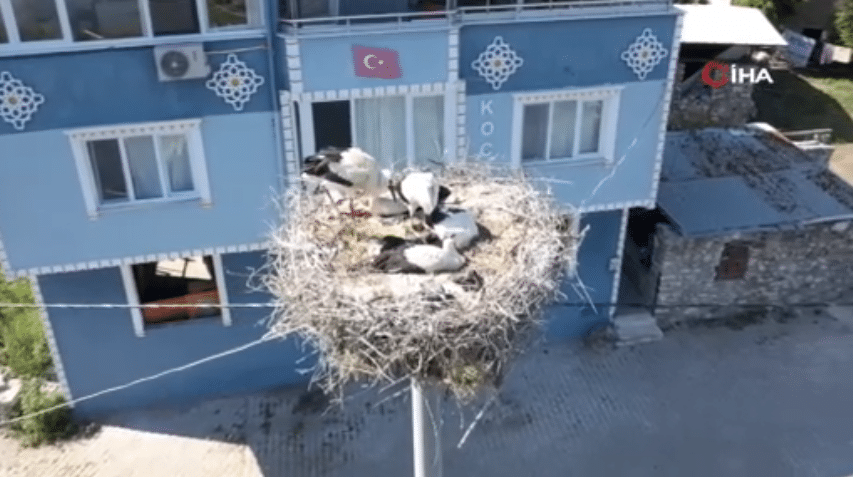 Yaren leylek tam 12 yıldır kayığına konduğu balıkçı Adem Yılmaz’ın bahçesinde bu yıl 4 yavru dünyaya getirdi. Yazın sonlarına doğru vedaya hazırlanan Yaren leyleğin önümüzdeki yıl gelip gelmeyeceği ise merak konusu.