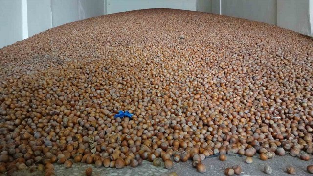 Türkiye, son 10 yılda fındık ihracatından 2 milyar 769 milyon 393 bin 225 kilogram karşılığı toplam 20 milyar 218 milyon 521 bin 837 dolar döviz girdisi sağladı. En fazla fındık ihracatı  2014-2015 sezonunda 2 milyar 820 milyon 982 bin 816 dolar karşılığında oldu. 
