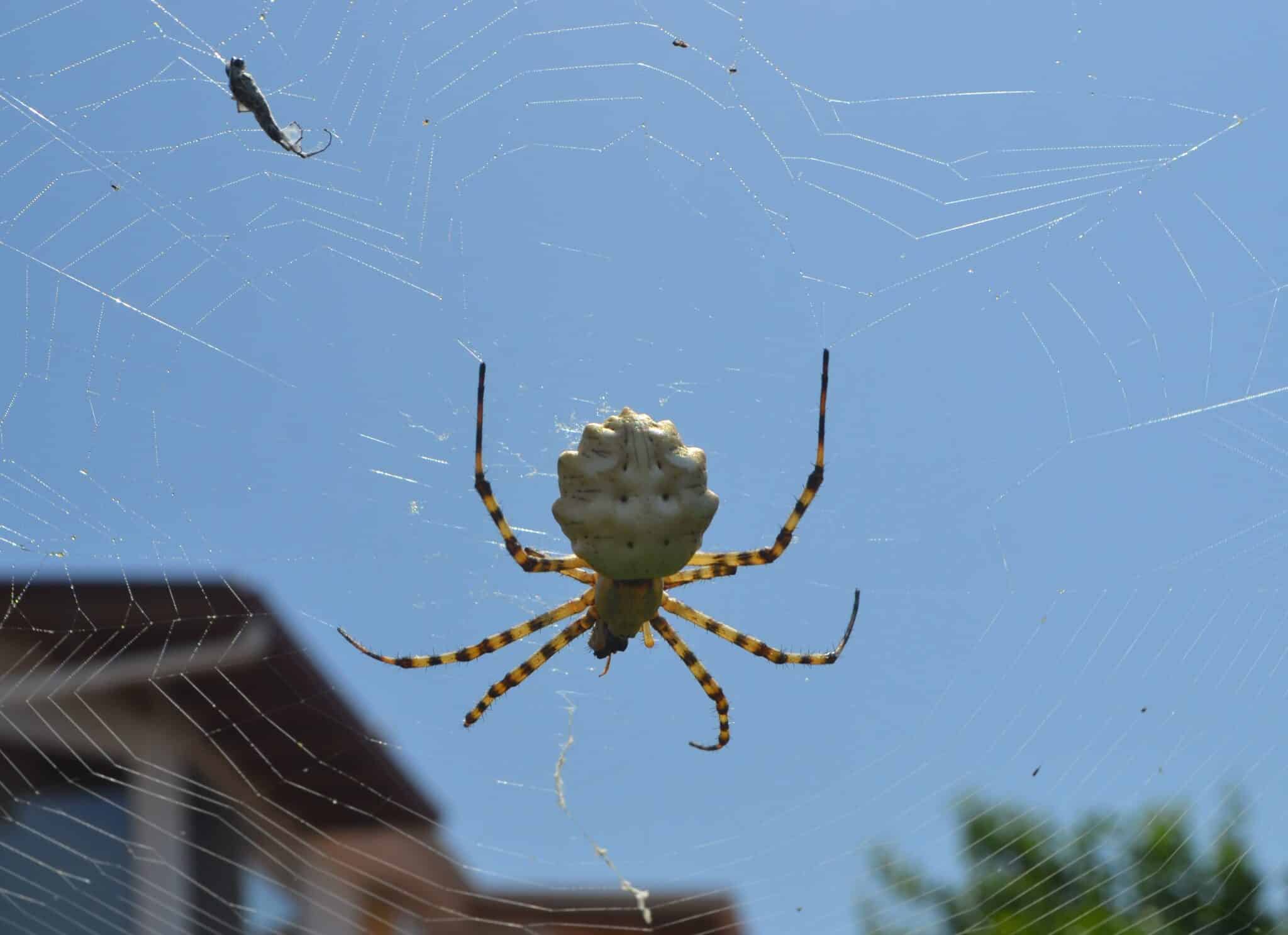 Balıkesir'in Ayvalık ilçesinde dünyanın en zehirli örümcek türlerinden birisi olan "Argiope lobata" yakalandı.