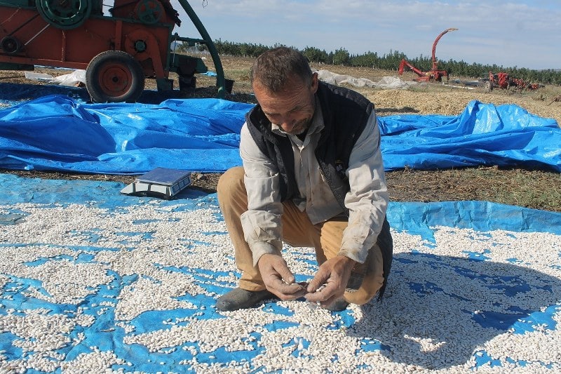 Kazak fasulyesi, coğrafi işaret aldı. Rusya’dan 280 yıl önce kaçarak Manyas’ın Kocagöl köyüne yerleşen Don Kazakları tarafından ülkemize tohumu getirilip ekimi yapılmıştı.