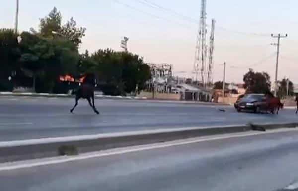 Bursa’da başıboş atlar karşı yönden gelen araca çarptı. Bir çok kez yaşanan olay için ise sürücüler biran önce çözüm bulunmasını istedi.