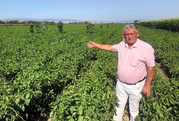 Tarlada  5 lira seviyesinde olan biber, pazar ve marketlerde alıcı bulabilmek için 35 lira gibi daha yüksek bir fiyata çıkıyor.