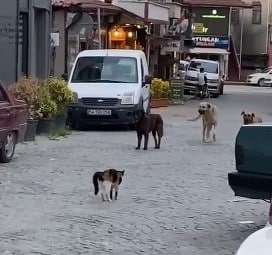 Sakarya’nın Sapanca ilçesinde bir kedinin 3 köpeği kafa tutarak sokaktan geçirmediği anlar kaydedildi. 