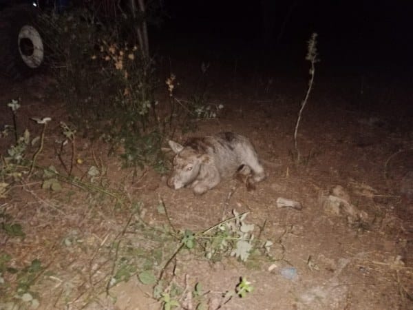 Balıkesir'in Manyas ilçesinde, otlanırken bir mağaraya düşen dana, itfaiye ekipleri tarafından kurtarıldı.