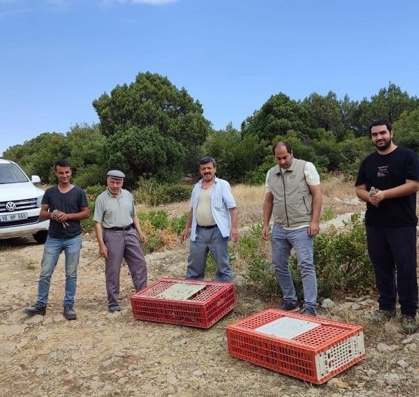 Balıkesir Doğa Koruma ve Milli Parklar Şube Müdürlüğü tarafından gerçekleştirilen 'Tabiata Yerleştirme Eylem Planı' projesi kapsamında 700 adet kınalı keklik doğal ortama salındı.