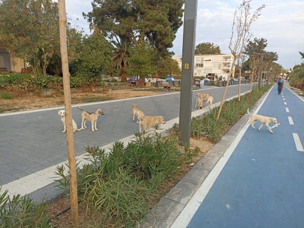 Balıkesir'in Erdek ilçesinde, sokak köpeklerinin saldırısına uğrayan bir kadın ve kızı, scooterlarından düştü. Kadın, tatilinin kabusa döndüğünü belirterek hastaneye kaldırıldı ve yetkililere şikayette bulunacağını açıkladı.