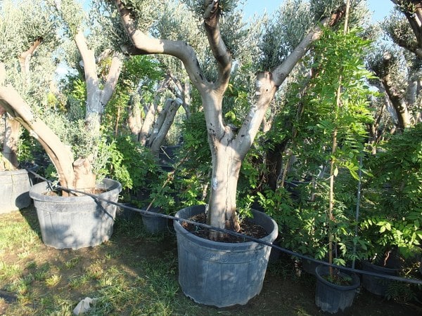 Balıkesir'in Burhaniye ilçesinde, fidan üreticisi Yunus Göç'ün saksılara diktiği zeytin ağaçları büyük ilgi topluyor. Göç, ağaçların yaklaşık 15 yıl yaşında olduğunu belirterek, zeytin ağaçlarının süs olarak kullanılmasına karşı olduğunu ifade etti.