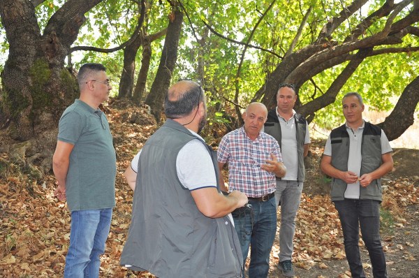 Balıkesir'in Sındırgı ilçe girişinde yer alan çınar ağaçları, orman mühendisleri ve öğretim görevlileri tarafından gelecek nesillere sağlıklı bir şekilde aktarılabilmesi amacıyla detaylı bir şekilde değerlendirildi.